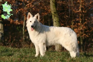 Read more about the article Hvid schweizerhundeopdrættere og hvalpe på Sjælland