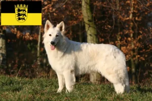 Read more about the article Hvide schweizerhundeopdrættere og hvalpe i Baden-Württemberg