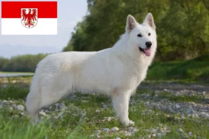 Read more about the article Hvid schweizisk hyrdehundeopdrætter og hvalpe i Brandenburg