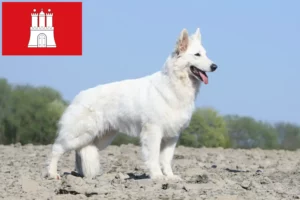 Read more about the article Hvid schweizisk hyrdehundeopdrætter og hvalpe i Hamborg
