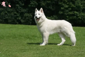 Read more about the article Hvid schweizisk hyrdehund Opdrætter og hvalpe i Hovedstaden