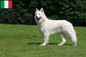 Read more about the article Hvid schweizisk hyrdehundeopdrætter og hvalpe i Italien