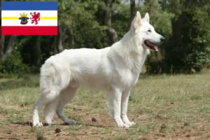 Read more about the article Hvid schweizisk hyrdehundeopdrætter og hvalpe i Mecklenburg-Vorpommern