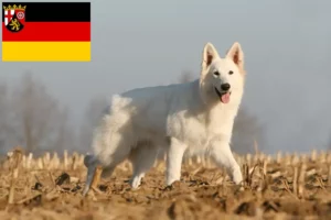 Read more about the article Hvid schweizisk hyrdehundeopdrætter og hvalpe i Rheinland-Pfalz