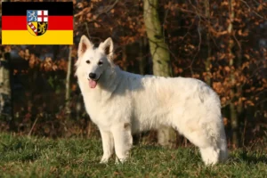 Read more about the article Hvid schweizisk hyrdehundeopdrætter og hvalpe i Saarland