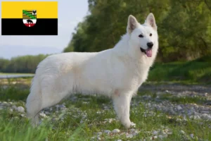 Read more about the article Hvid schweizisk hyrdehundeopdrætter og hvalpe i Sachsen-Anhalt