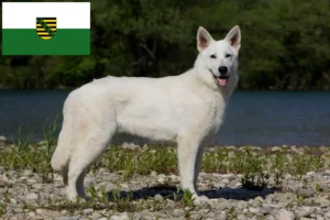 Read more about the article Hvid schweizisk hyrdehundeopdrætter og hvalpe i Sachsen