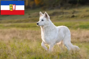 Read more about the article Hvid schweizisk hyrdehundeopdrætter og hvalpe i Slesvig-Holsten