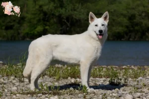 Read more about the article Hvid schweizerhundeopdrættere og hvalpe i Syddanmark