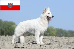 Read more about the article Hvid schweizisk hyrdehundeopdrætter og hvalpe i Thüringen