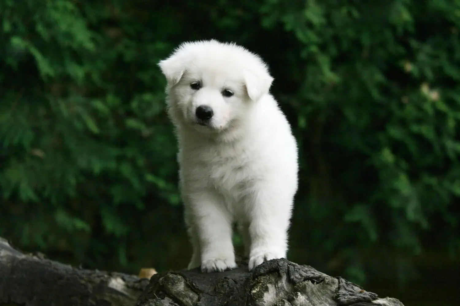 At købe en hvid schweizerhundehvalp betyder at tage ansvar! Køb hvide schweiziske hyrdehundehvalpe.