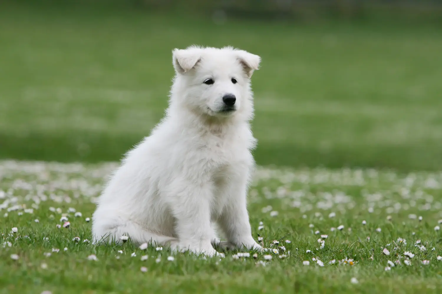 At købe en hvid schweizerhundehvalp betyder at tage ansvar! Køb hvide schweiziske hyrdehundehvalpe.
