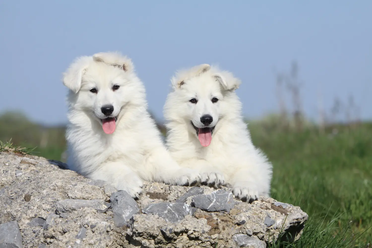 At købe en hvid schweizerhundehvalp betyder at tage ansvar! Køb hvide schweiziske hyrdehundehvalpe.