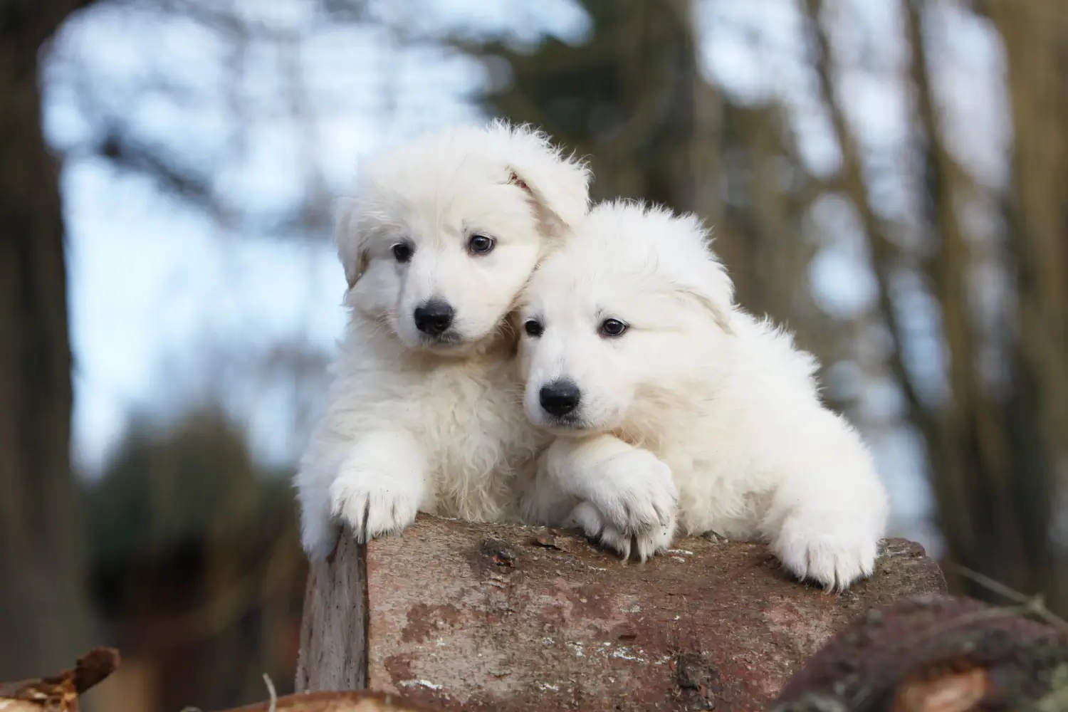 At købe en hvid schweizerhundehvalp betyder at tage ansvar! Køb hvide schweiziske hyrdehundehvalpe.