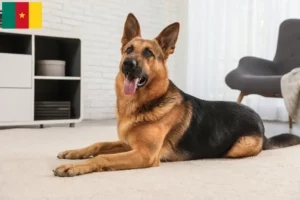 Read more about the article Hyrdehundeopdrættere og hvalpe i Cameroun