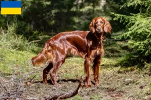Read more about the article Irsk rød setter opdrættere og hvalpe i Ukraine