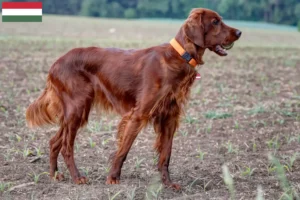 Read more about the article Irsk rød setter opdrættere og hvalpe i Ungarn