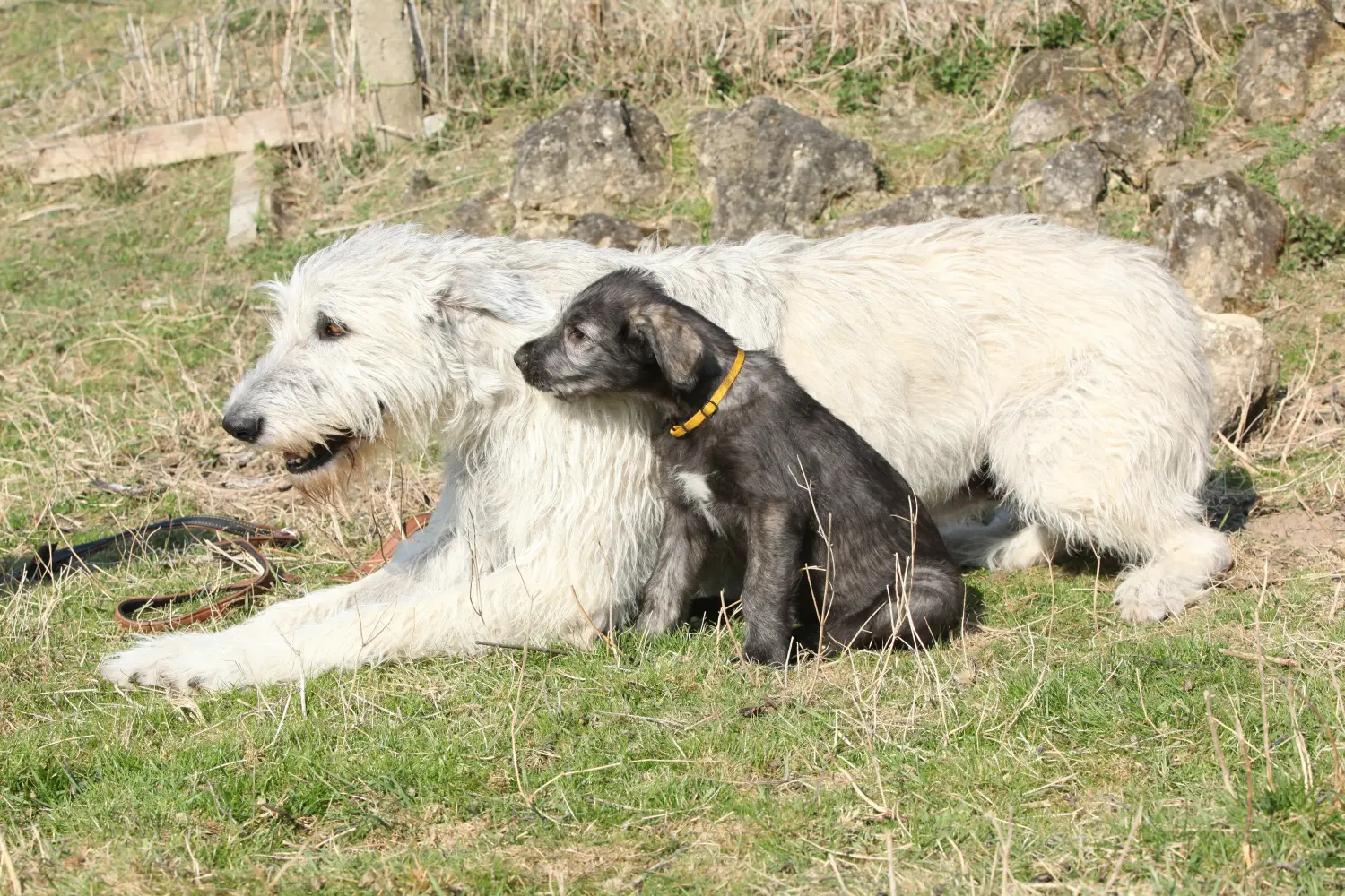 At købe en irsk ulvehundehvalp betyder at tage ansvar! Køb irske ulvehundehvalpe.