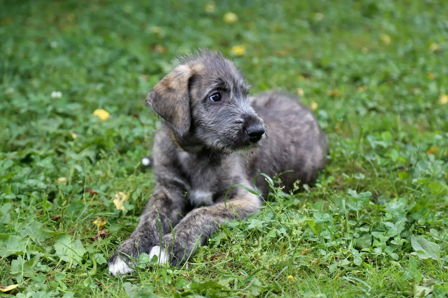 At købe en irsk ulvehundehvalp betyder at tage ansvar! Køb irske ulvehundehvalpe.