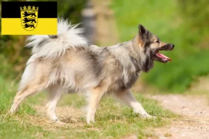 Read more about the article Islandske hundeopdrættere og hvalpe i Baden-Württemberg