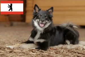 Read more about the article Islandske hundeopdrættere og hvalpe i Berlin