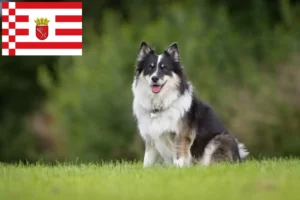 Read more about the article Islandsk hundeopdrætter og hvalpe i Bremen