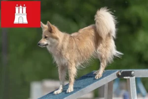Read more about the article Islandske hundeopdrættere og hvalpe i Hamborg