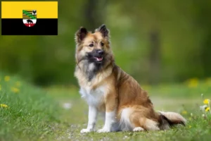 Read more about the article Islandske hundeopdrættere og hvalpe i Sachsen-Anhalt