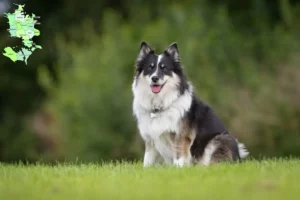 Read more about the article Islandske hundeopdrættere og hvalpe på Sjælland