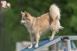 Read more about the article Islandske hundeopdrættere og hvalpe i Syddanmark
