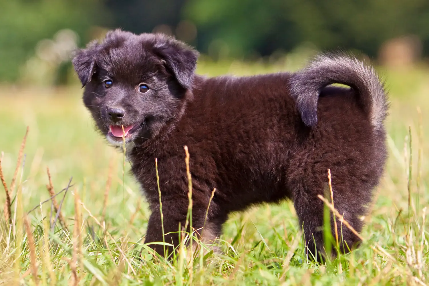 At købe en islandsk hundehvalp betyder at tage ansvar! Køb islandske hundehvalpe.