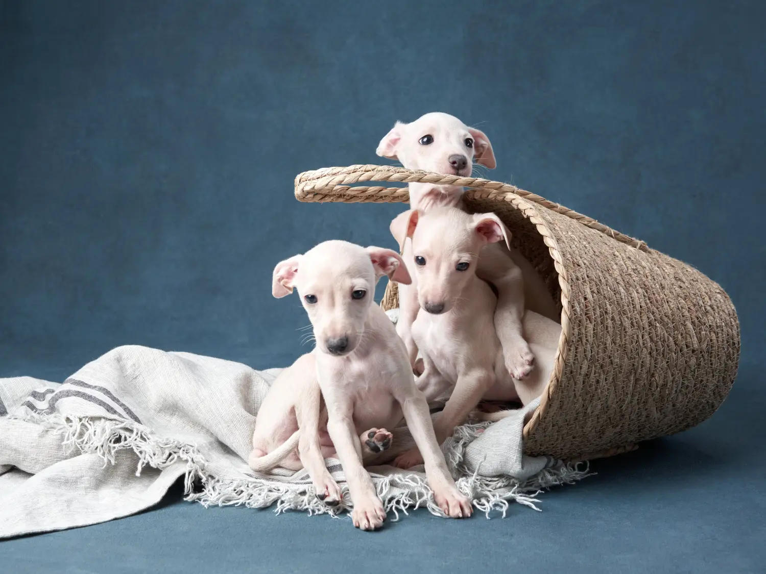 At købe en italiensk greyhound-hvalp betyder at tage ansvar! Køb italienske vindspilshvalpe.