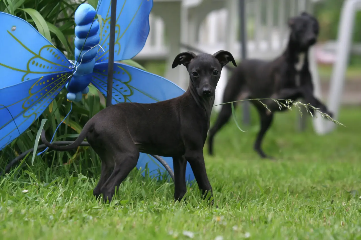 At købe en italiensk greyhound-hvalp betyder at tage ansvar! Køb italienske vindspilshvalpe.
