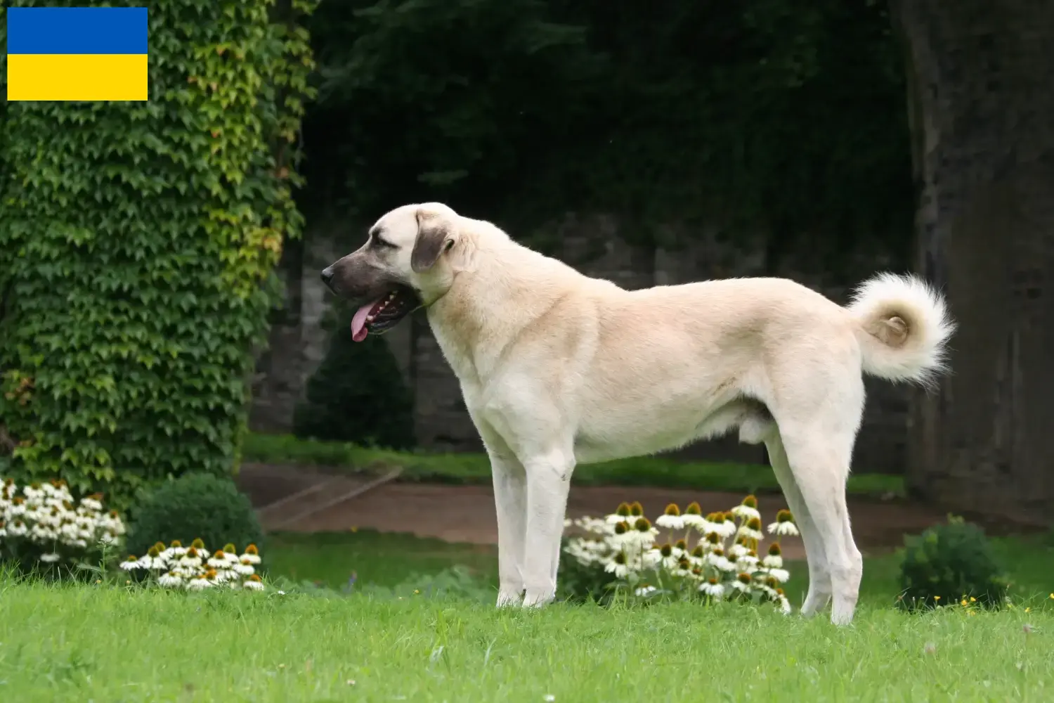 Kangal hvalpe og opdrættere Ukraine Her kan du finde Kangals-opdrættere i Ukraine.