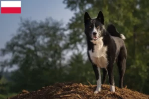 Read more about the article Karelsk bjørnehundeopdrættere og hvalpe i Polen