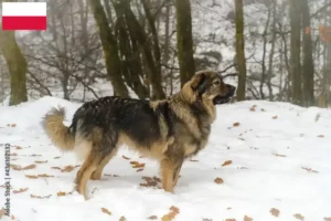 Read more about the article Karst Sheepdog opdrættere og hvalpe i Polen