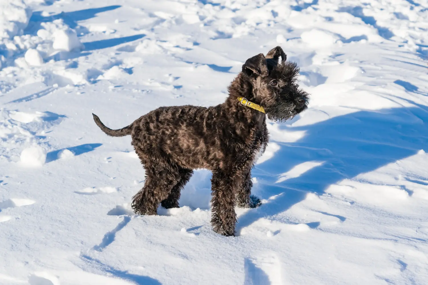 At købe en Kerry Blue Terrier-hvalp betyder at tage ansvar! Køb Kerry Blue Terrier-hvalpe.