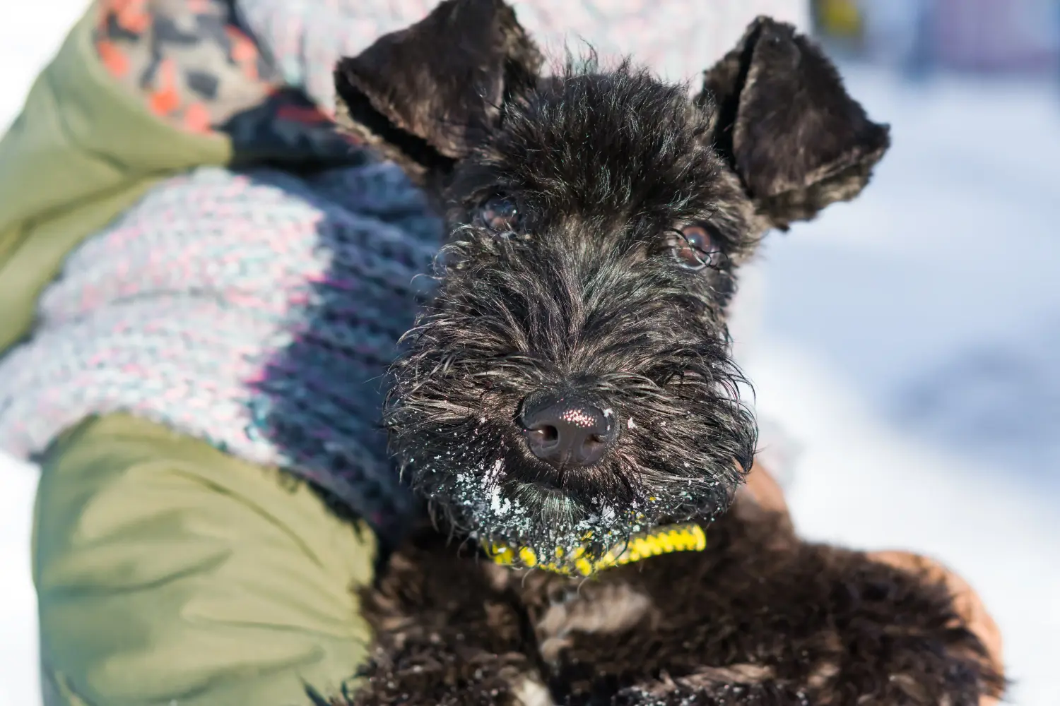 At købe en Kerry Blue Terrier-hvalp betyder at tage ansvar! Køb Kerry Blue Terrier-hvalpe.