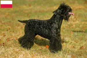 Read more about the article Kerry Blue Terrier opdrættere og hvalpe i Polen
