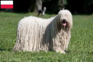 Read more about the article Komondor-opdrættere og hvalpe i Polen