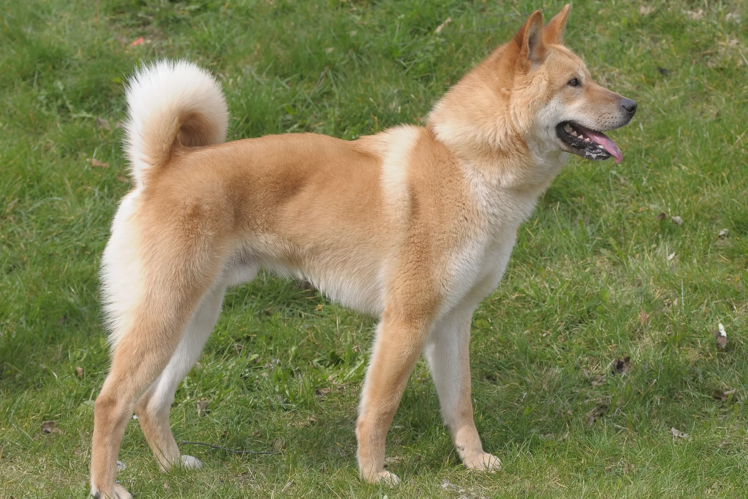 Read more about the article Korea Jindo Hundeopdrætter