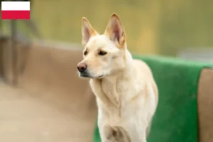 Read more about the article Korea Jindo hundeopdrættere og hvalpe i Polen