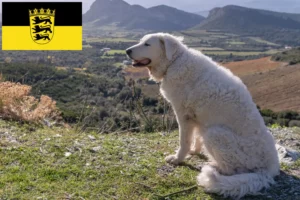 Read more about the article Kuvasz-opdrættere og hvalpe i Baden-Württemberg