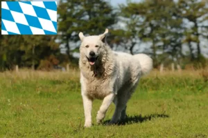 Read more about the article Kuvasz-opdrættere og hvalpe i Bayern