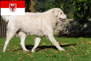 Read more about the article Kuvasz-opdrættere og hvalpe i Brandenburg