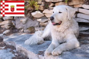 Read more about the article Kuvasz opdrætter og hvalpe i Bremen