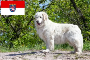Read more about the article Kuvasz-opdrættere og hvalpe i Hessen