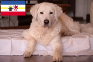 Read more about the article Kuvasz-opdrættere og hvalpe i Mecklenburg-Vorpommern