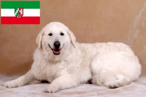 Read more about the article Kuvasz-opdrættere og hvalpe i Nordrhein-Westfalen