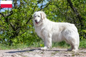 Read more about the article Kuvasz-opdrættere og hvalpe i Polen